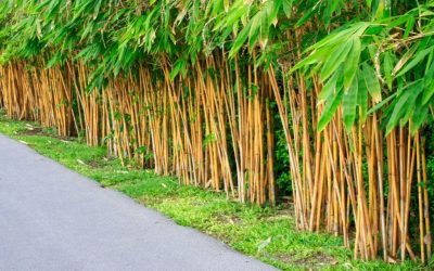 Bamboo-plant-fence