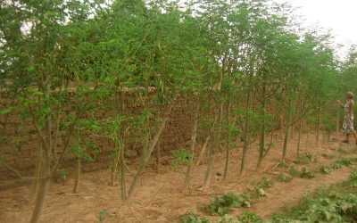 moringa fence